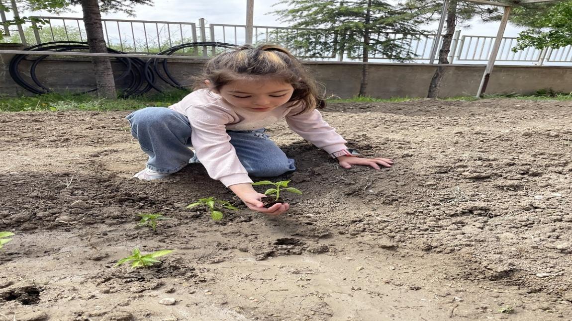 FİDELERİ TOPRAK İLE BULUŞTURDUK